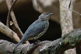 Asian Glossy Starling