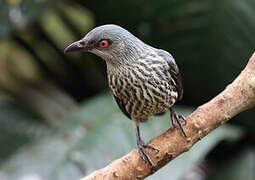 Asian Glossy Starling