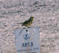 Western Meadowlark