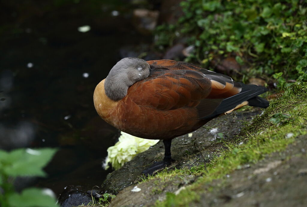 South African Shelduck