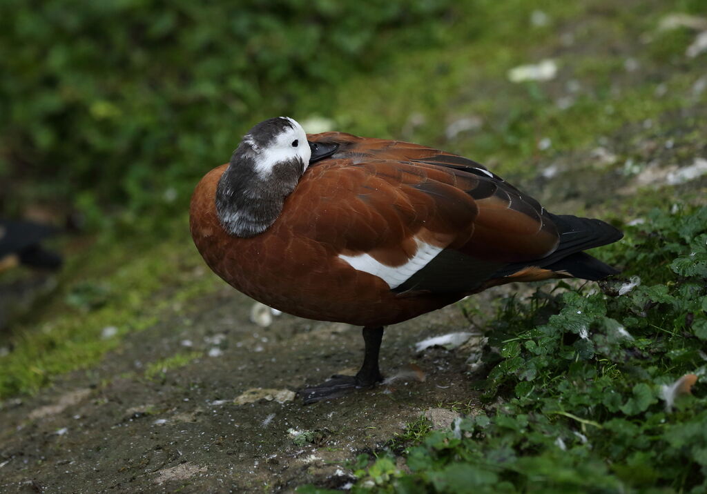 South African Shelduck