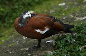 South African Shelduck