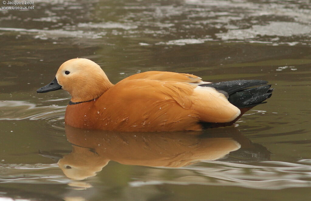 Ruddy Shelduck