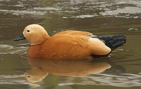 Ruddy Shelduck