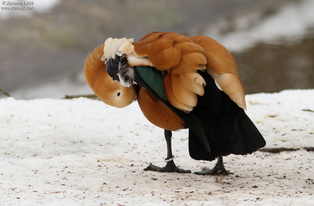 Ruddy Shelduck