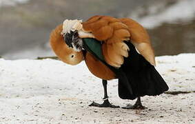 Ruddy Shelduck