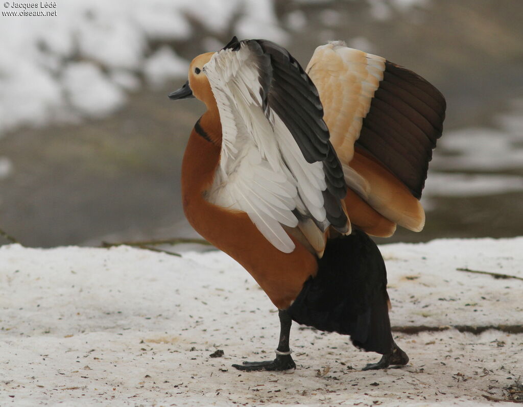 Ruddy Shelduck