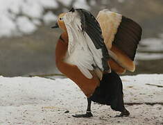 Ruddy Shelduck