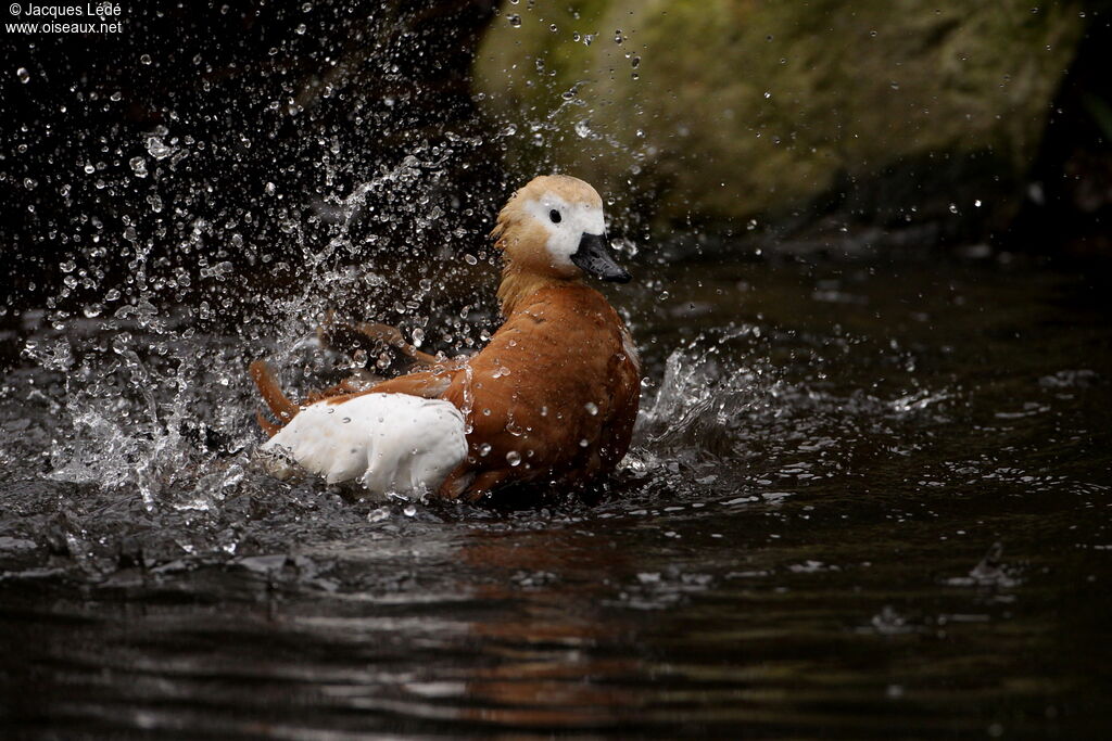 Ruddy Shelduck