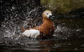 Ruddy Shelduck