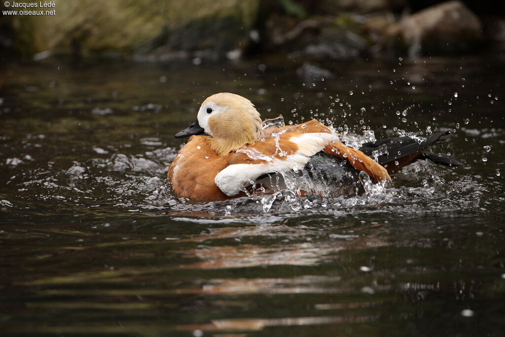 Ruddy Shelduck