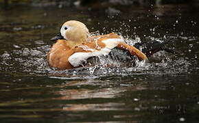 Ruddy Shelduck