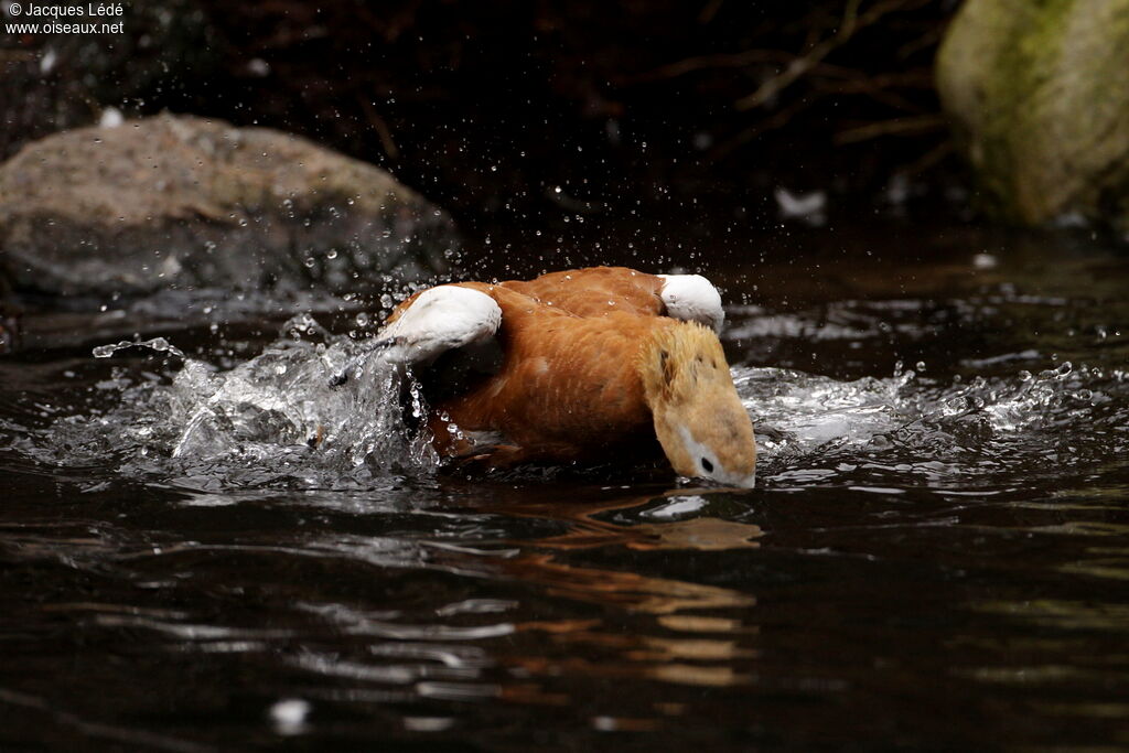 Ruddy Shelduck