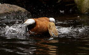 Ruddy Shelduck