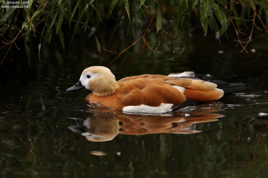 Ruddy Shelduck