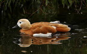 Ruddy Shelduck