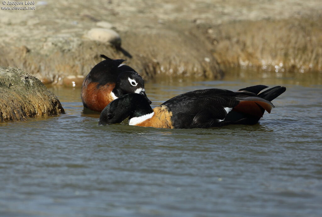 Australian Shelduck