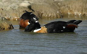 Australian Shelduck