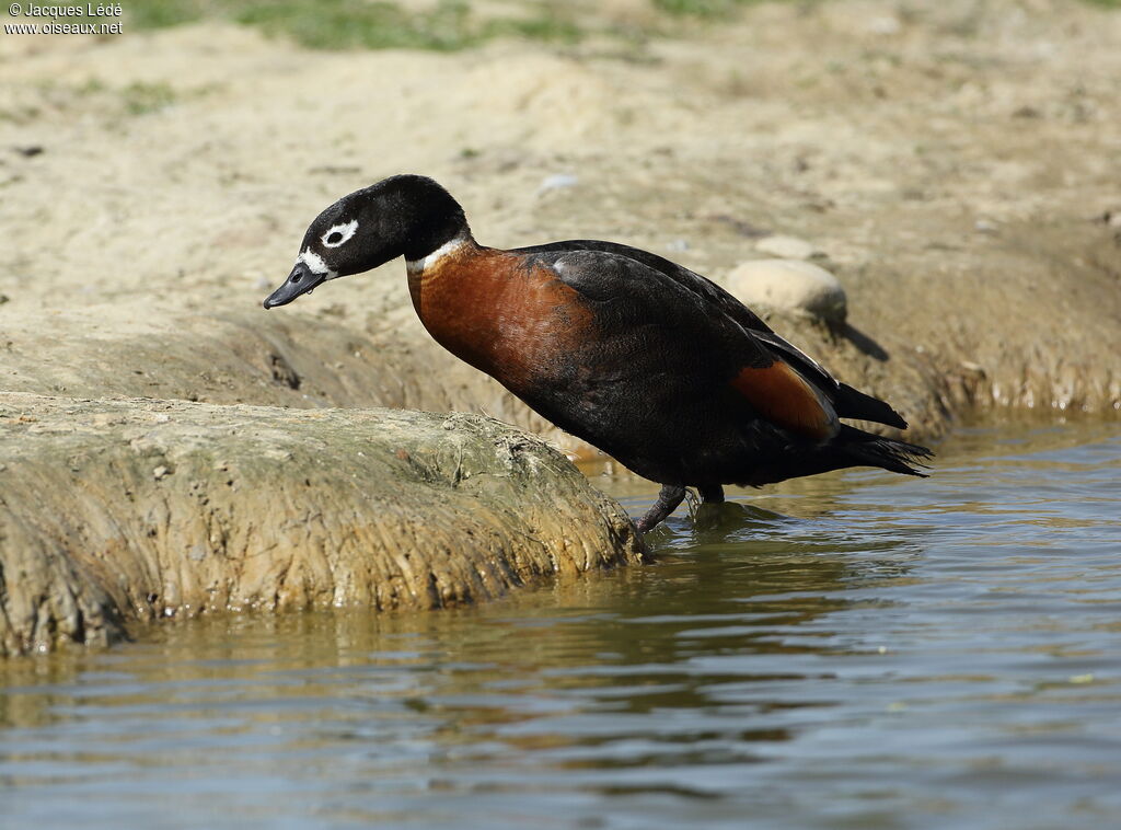 Australian Shelduck