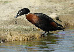 Australian Shelduck