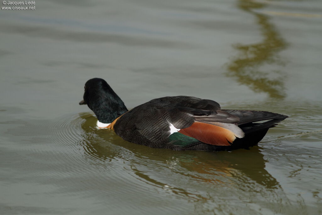 Australian Shelduck