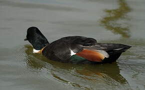 Australian Shelduck