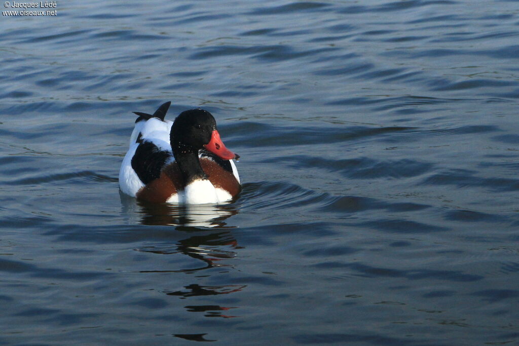 Common Shelduck