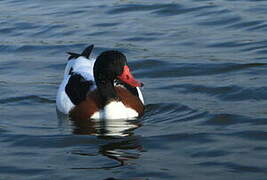 Common Shelduck