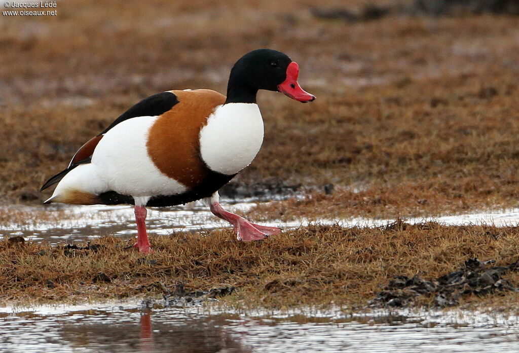 Common Shelduck