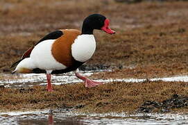 Common Shelduck