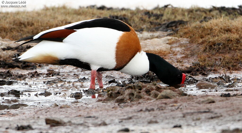 Common Shelduck