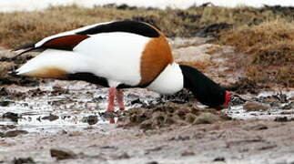 Common Shelduck