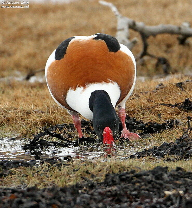 Common Shelduck