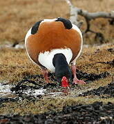 Common Shelduck