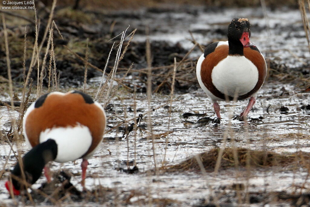 Common Shelduck