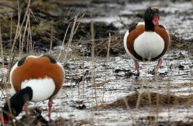 Common Shelduck