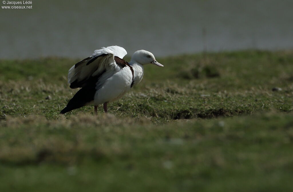 Radjah Shelduck