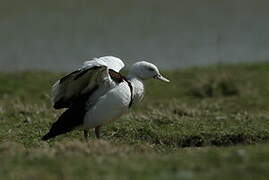 Radjah Shelduck