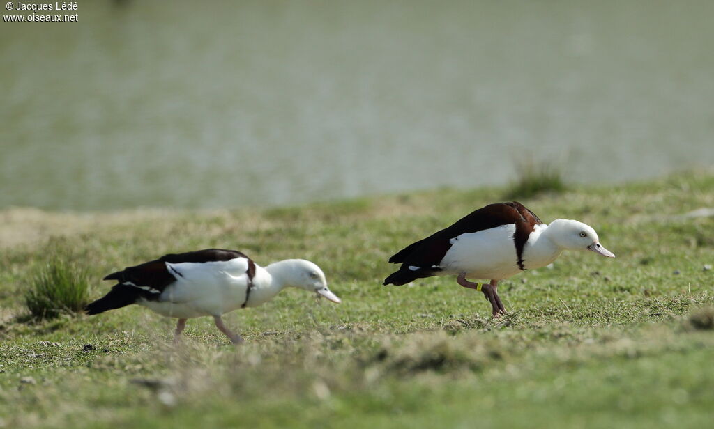 Raja Shelduck