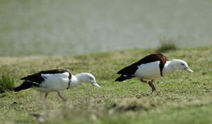 Radjah Shelduck