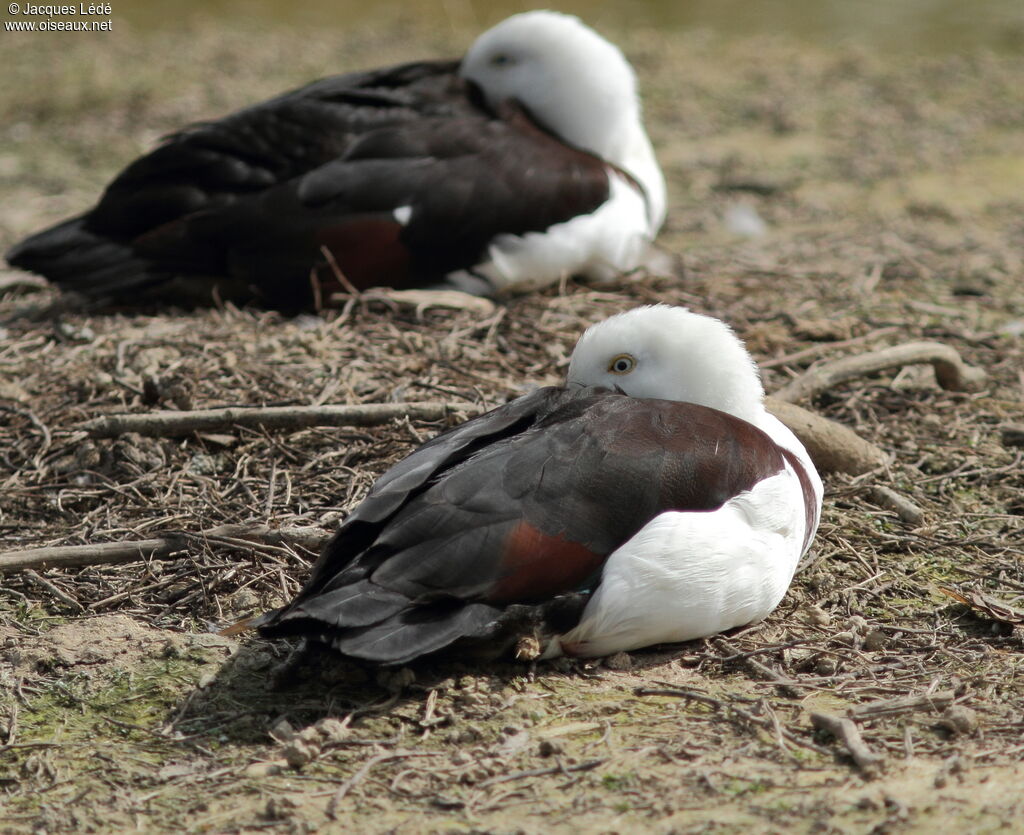 Radjah Shelduck