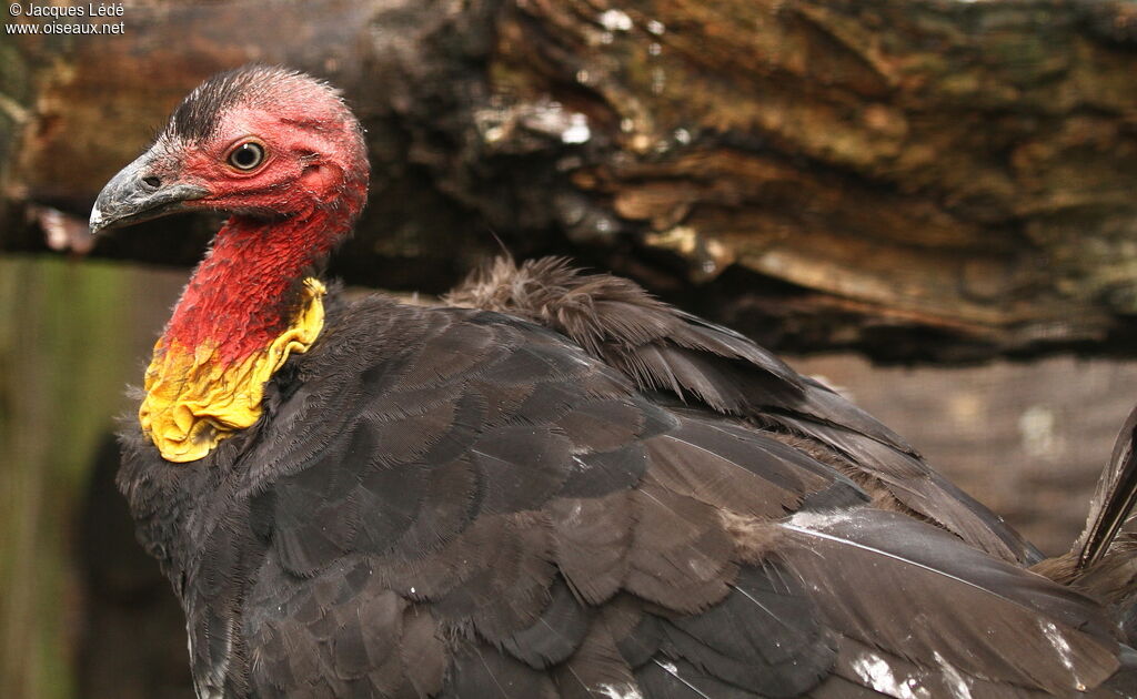 Australian Brushturkey