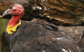 Australian Brushturkey