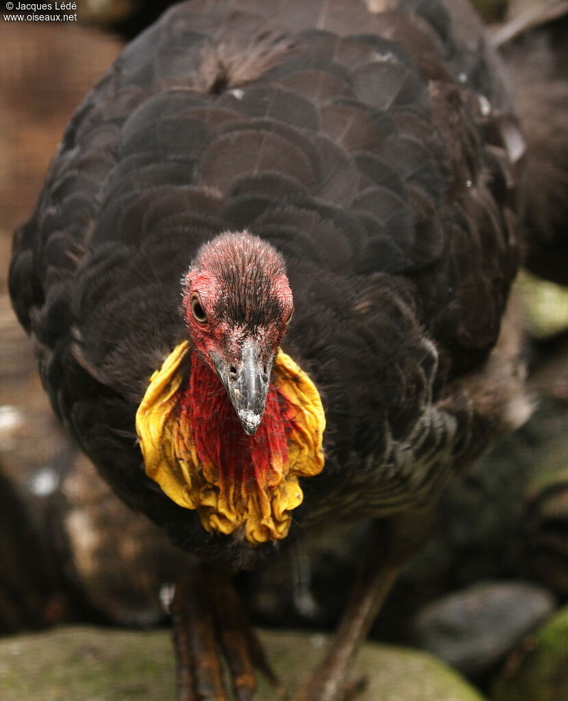 Australian Brushturkey