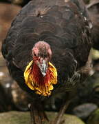 Australian Brushturkey