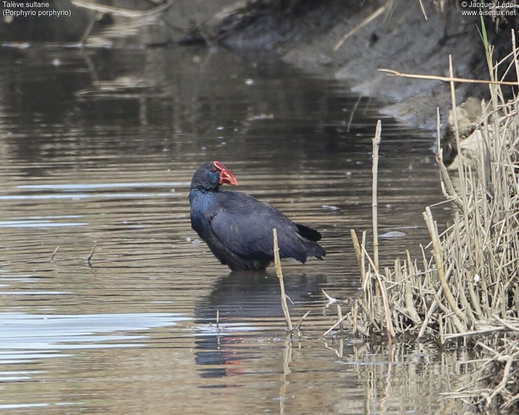 Western Swamphen