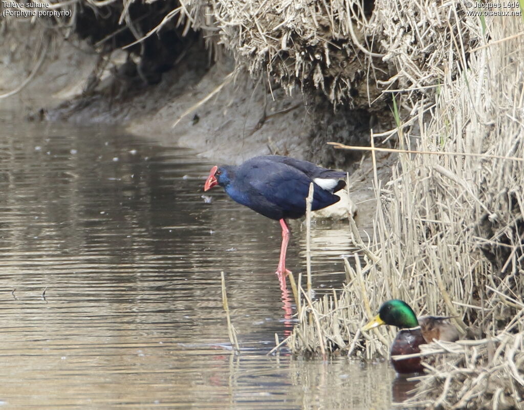 Western Swamphen