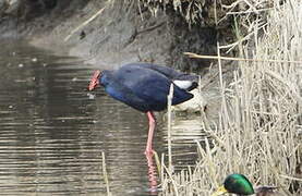 Western Swamphen