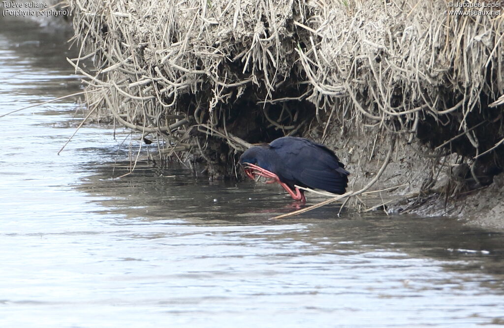 Western Swamphen