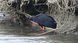 Western Swamphen